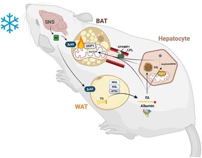 Lipid Transport in Brown Adipocyte Thermogenesis